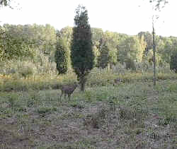 Cincinnati Nature Center Deer Grazing in the South Fields