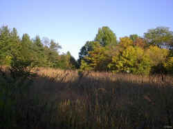 This part of Rowe woods is the prairie grass lands that is on the eastern end of the nature preserve. There is a nice Blue Bird house in the middle of the grass land.