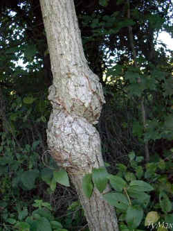 Along the trail you will find many trees. This one was formed into a knot. The tree looks very healthy and is among the many tree along the trail.